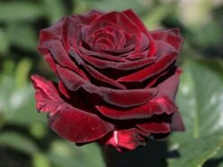 Edelrose 'Black Baccara' -Edelrosen Geschaft edelrose black baccara m069625 w 9