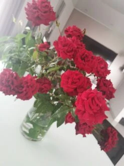 Edelrose 'Black Magic' ® -Edelrosen Geschaft edelrose black magic m005856 1107463 0