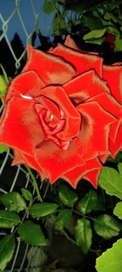 Edelrose 'Black Magic' ® -Edelrosen Geschaft edelrose black magic m005856 1385065 0