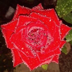 Edelrose 'Black Magic' ® -Edelrosen Geschaft edelrose black magic m005856 1385065 1