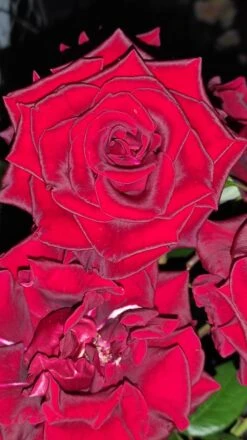 Edelrose 'Black Magic' ® -Edelrosen Geschaft edelrose black magic m005856 1385065 2
