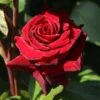 Edelrose 'Black Magic' ®