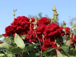 Edelrose 'Black Magic' ® -Edelrosen Geschaft edelrose black magic m005856 w 0