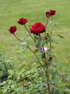 Edelrose 'Black Magic' ® -Edelrosen Geschaft edelrose black magic m005856 w 1