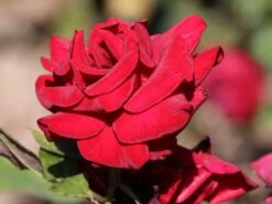 Edelrose 'Black Magic' ® -Edelrosen Geschaft edelrose black magic m005856 w 11