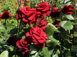 Edelrose 'Black Magic' ® -Edelrosen Geschaft edelrose black magic m005856 w 12