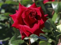 Edelrose 'Black Magic' ® -Edelrosen Geschaft edelrose black magic m005856 w 2