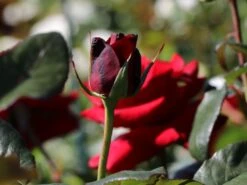 Edelrose 'Black Magic' ® -Edelrosen Geschaft edelrose black magic m005856 w 3