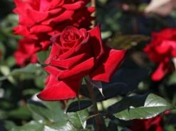 Edelrose 'Black Magic' ® -Edelrosen Geschaft edelrose black magic m005856 w 4