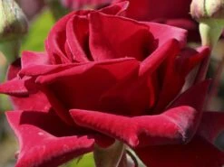 Edelrose 'Black Magic' ® -Edelrosen Geschaft edelrose black magic m005856 w 5