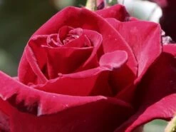 Edelrose 'Black Magic' ® -Edelrosen Geschaft edelrose black magic m005856 w 6