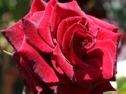 Edelrose 'Black Magic' ® -Edelrosen Geschaft edelrose black magic m005856 w 7