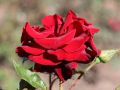 Edelrose 'Black Magic' ® -Edelrosen Geschaft edelrose black magic m005856 w 8