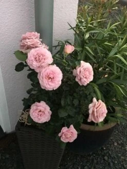 Edelrose 'Blue Girl' ® 25 Edelrose 'Blue Girl' ® -Edelrosen Geschaft edelrose blue girl m066825 655619 0