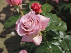 Edelrose 'Blue Girl' ® 17 Edelrose 'Blue Girl' ® -Edelrosen Geschaft edelrose blue girl m066825 w 1