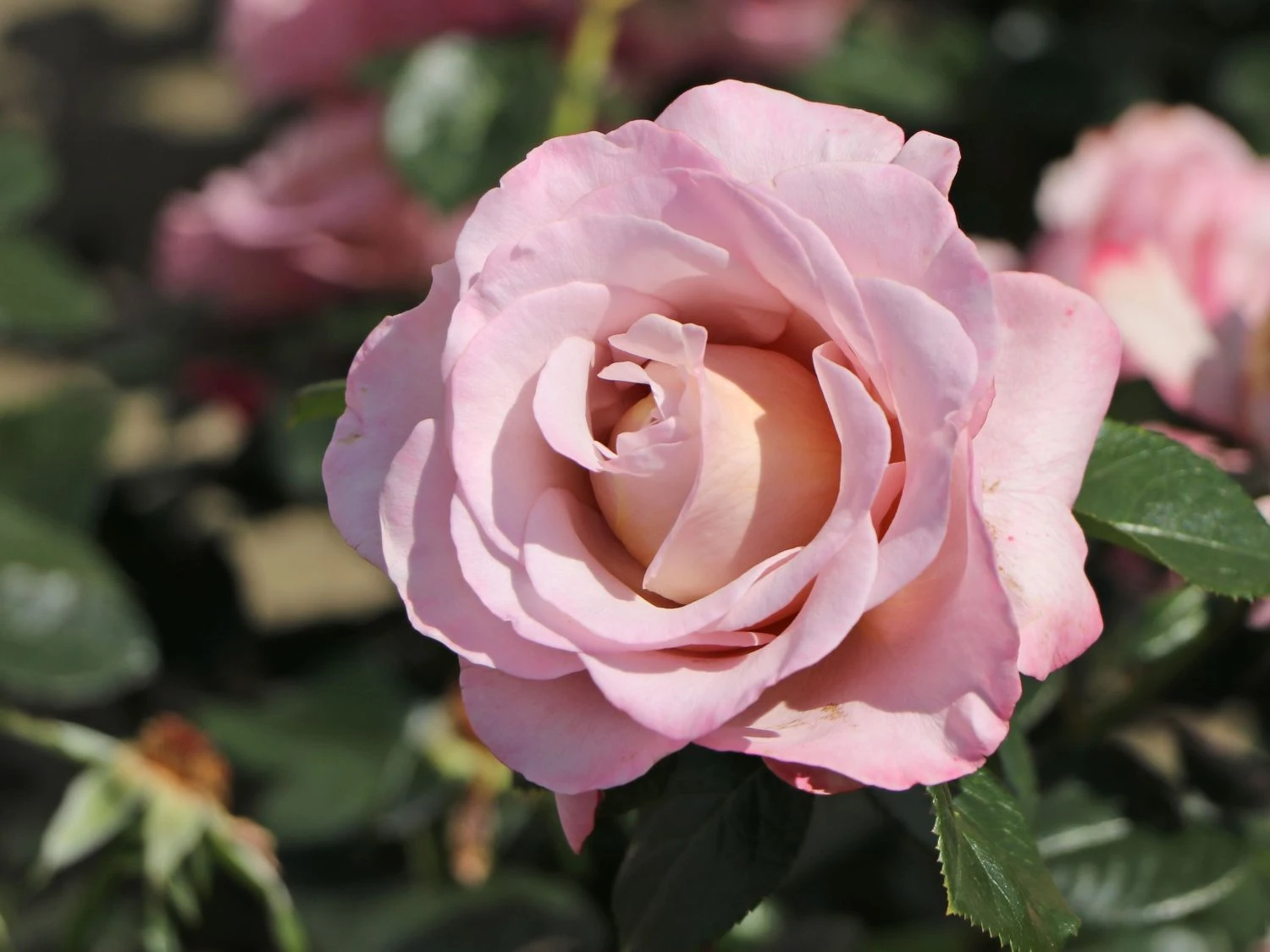 Edelrose 'Blue Girl' ® 6 Edelrose 'Blue Girl' ® – Bild 6