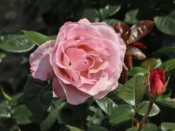 Edelrose 'Blue Girl' ® 15 Edelrose 'Blue Girl' ® -Edelrosen Geschaft edelrose blue girl m066825 w 3