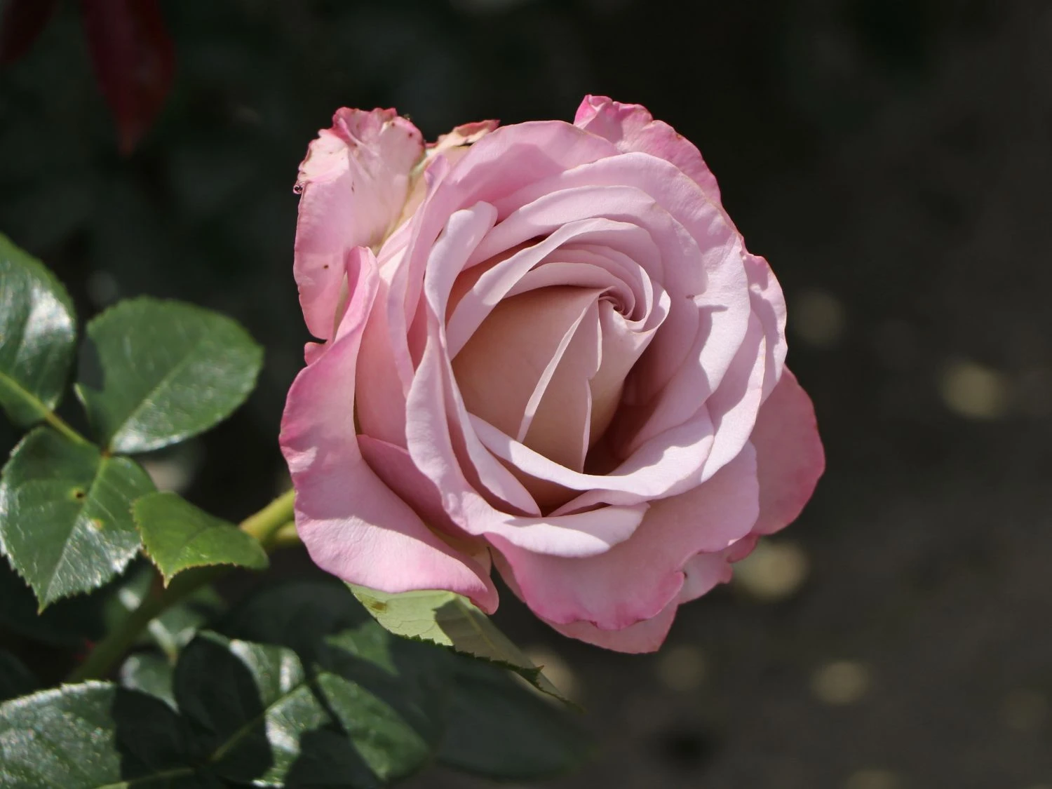 Edelrose 'Blue Girl' ® 10 Edelrose 'Blue Girl' ® – Bild 10