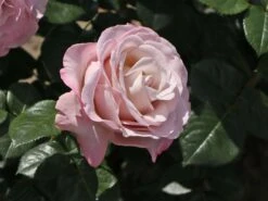 Edelrose 'Blue Girl' ® 19 Edelrose 'Blue Girl' ® -Edelrosen Geschaft edelrose blue girl m066825 w 7