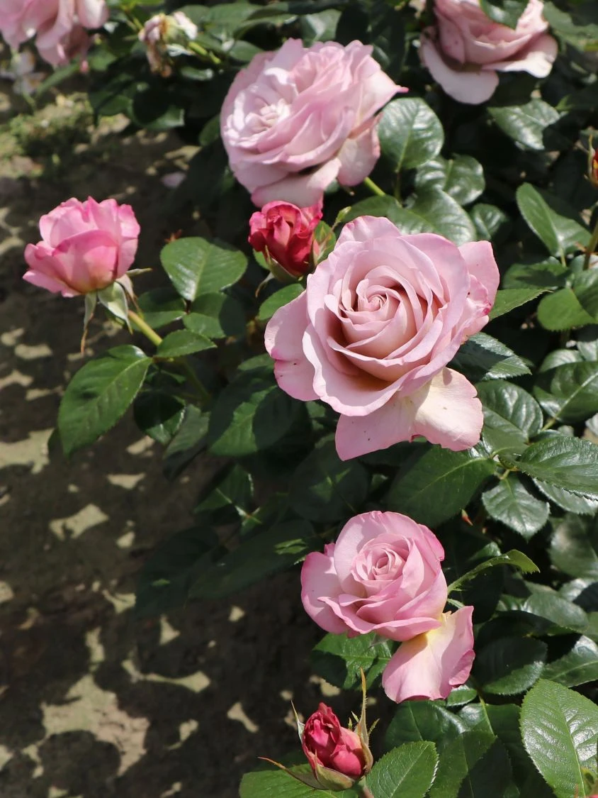 Edelrose 'Blue Girl' ® 2 Edelrose 'Blue Girl' ® – Bild 2