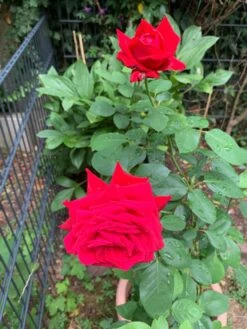 Edelrose 'Burgund ® 81' 15 Edelrose 'Burgund ® 81' -Edelrosen Geschaft edelrose burgund 81 m005864 193676 0