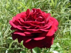 Edelrose 'Burgund ® 81' 18 Edelrose 'Burgund ® 81' -Edelrosen Geschaft edelrose burgund 81 m005864 430730 0
