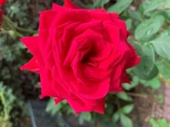 Edelrose 'Burgund ® 81' 17 Edelrose 'Burgund ® 81' -Edelrosen Geschaft edelrose burgund 81 m005864 725093 0