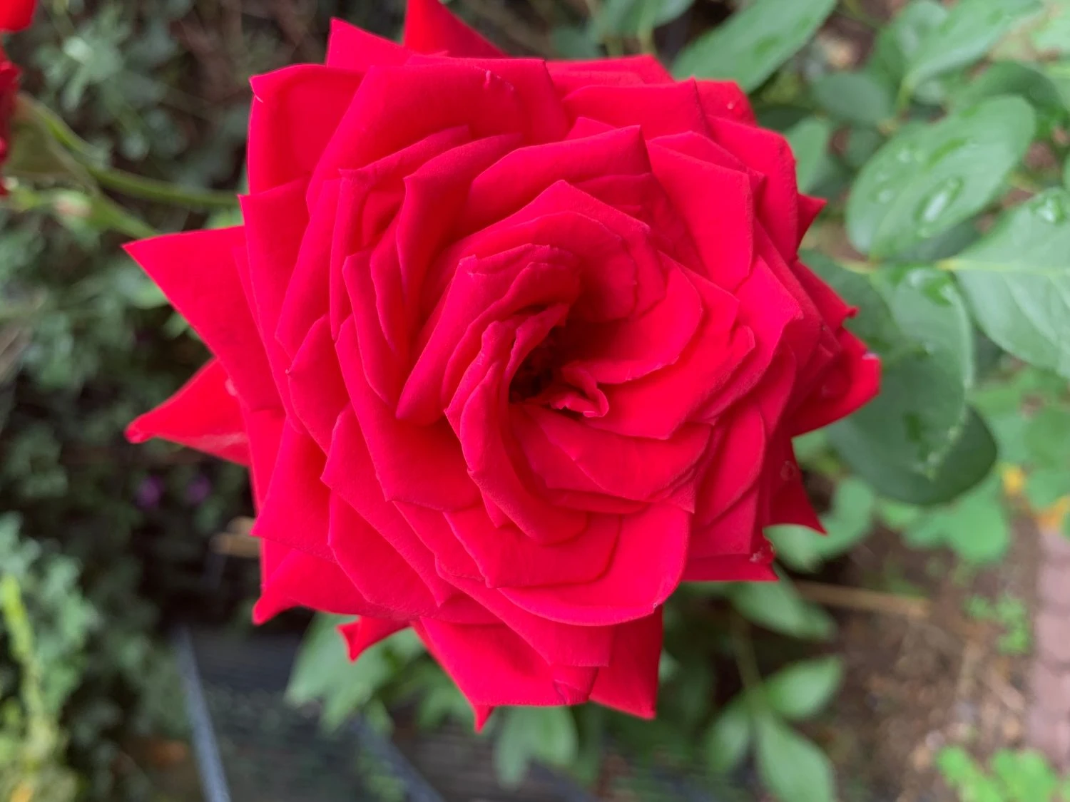 Edelrose 'Burgund ® 81' 8 Edelrose 'Burgund ® 81' – Bild 8