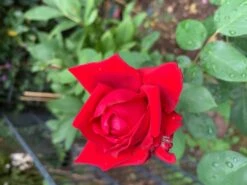 Edelrose 'Burgund ® 81' 16 Edelrose 'Burgund ® 81' -Edelrosen Geschaft edelrose burgund 81 m005864 725093 1