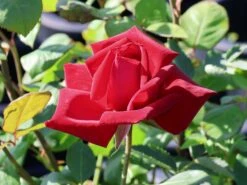 Edelrose 'Burgund ® 81'