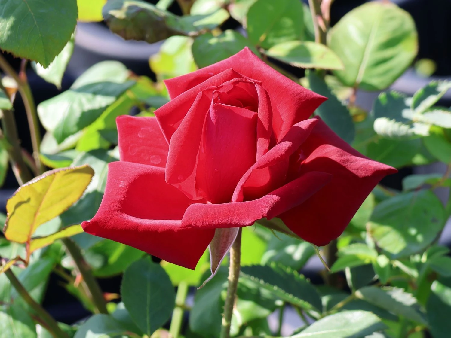 Edelrose 'Burgund ® 81' 1 Edelrose 'Burgund ® 81'