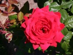 Edelrose 'Burgund ® 81' 12 Edelrose 'Burgund ® 81' -Edelrosen Geschaft edelrose burgund 81 m005864 w 1