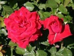 Edelrose 'Burgund ® 81' 13 Edelrose 'Burgund ® 81' -Edelrosen Geschaft edelrose burgund 81 m005864 w 3