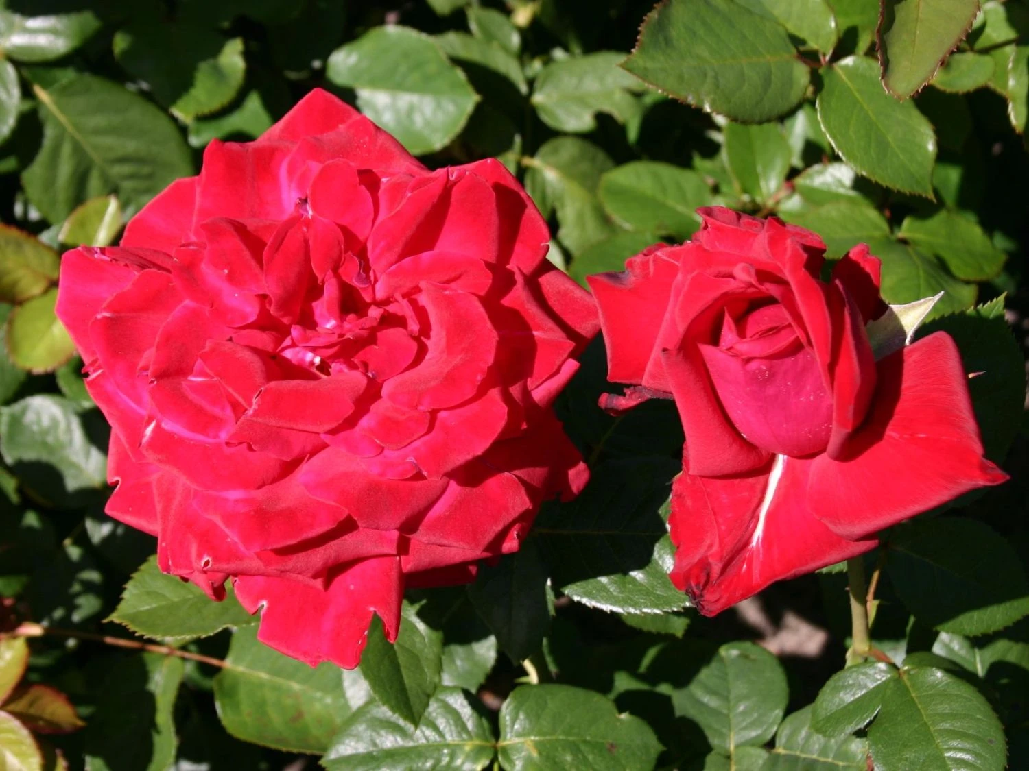 Edelrose 'Burgund ® 81' 4 Edelrose 'Burgund ® 81' – Bild 4