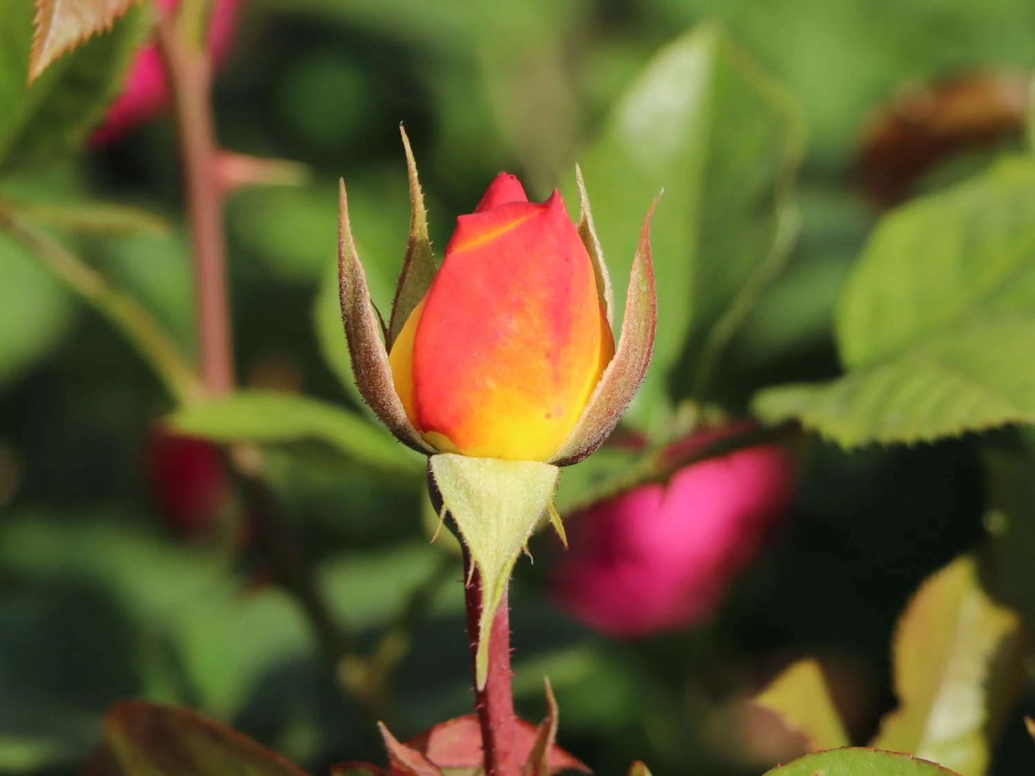 Edelrose 'Canary' ® 6 Edelrose 'Canary' ® – Bild 6