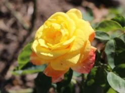 Edelrose 'Canary' ® 10 Edelrose 'Canary' ® -Edelrosen Geschaft edelrose canary m005868 w 1