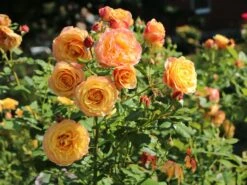 Edelrose 'Canary' ® 8 Edelrose 'Canary' ® -Edelrosen Geschaft edelrose canary m005868 w 2