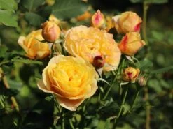 Edelrose 'Canary' ® 9 Edelrose 'Canary' ® -Edelrosen Geschaft edelrose canary m005868 w 3