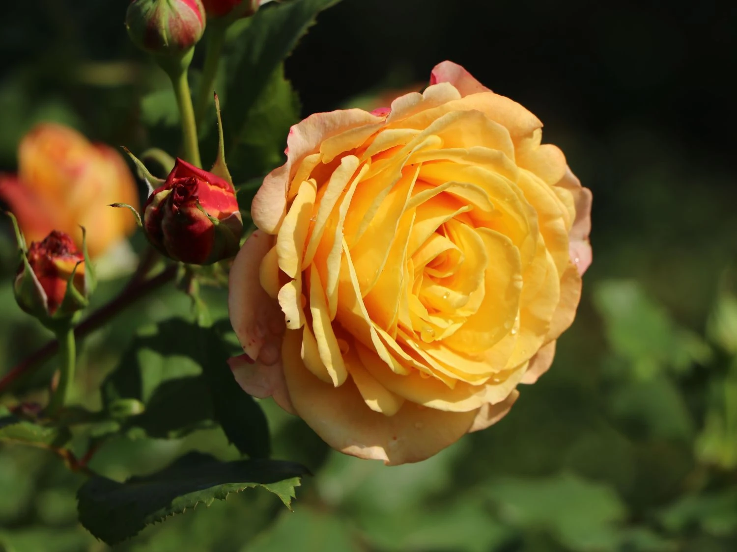 Edelrose 'Canary' ® 2 Edelrose 'Canary' ® – Bild 2