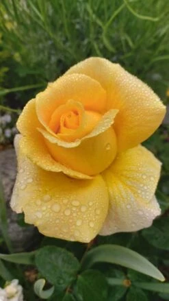 Edelrose 'Candlelight' ® -Edelrosen Geschaft edelrose candlelight m005598 1070290 0