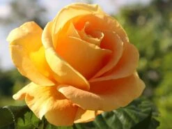 Edelrose 'Candlelight' ® -Edelrosen Geschaft edelrose candlelight m005598 w 0