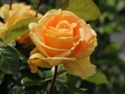 Edelrose 'Candlelight' ® -Edelrosen Geschaft edelrose candlelight m005598 w 10