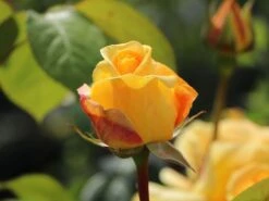 Edelrose 'Candlelight' ® -Edelrosen Geschaft edelrose candlelight m005598 w 11