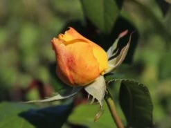 Edelrose 'Candlelight' ® -Edelrosen Geschaft edelrose candlelight m005598 w 2