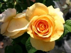 Edelrose 'Candlelight' ® -Edelrosen Geschaft edelrose candlelight m005598 w 3