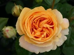Edelrose 'Candlelight' ® -Edelrosen Geschaft edelrose candlelight m005598 w 4