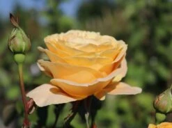 Edelrose 'Candlelight' ® -Edelrosen Geschaft edelrose candlelight m005598 w 5