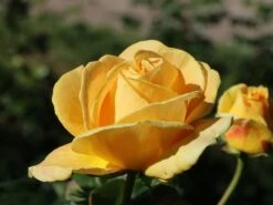 Edelrose 'Candlelight' ® -Edelrosen Geschaft edelrose candlelight m005598 w 6