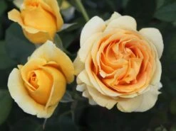 Edelrose 'Candlelight' ® -Edelrosen Geschaft edelrose candlelight m005598 w 7