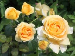 Edelrose 'Candlelight' ® -Edelrosen Geschaft edelrose candlelight m005598 w 9